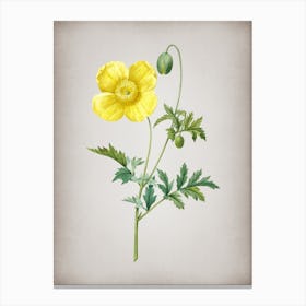 Vintage Welsh Poppy Botanical on Parchment Canvas Print