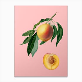 Vintage Peach Botanical on Soft Pink 2 Canvas Print