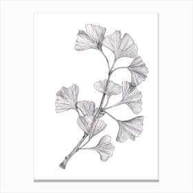 Gingko Botanical Canvas Print