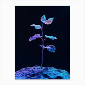 Plant Growing On A Rock Canvas Print