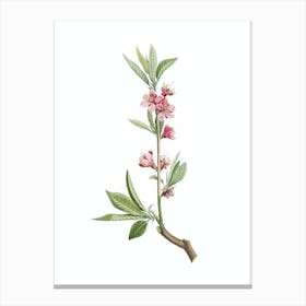 Vintage Pink Flower Branch Botanical Illustration on Pure White n.0924 Canvas Print