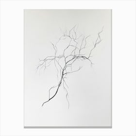 Line Drawing Of A Leaf 18 Canvas Print