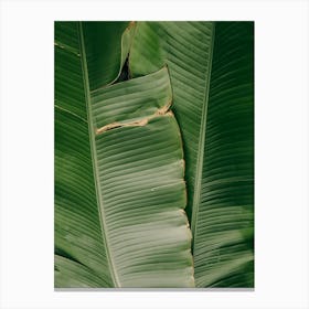 Banana Leaf Background Canvas Print