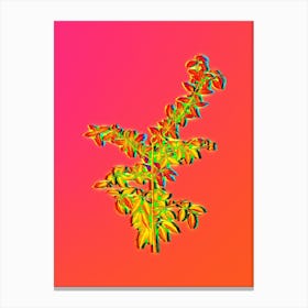 Neon Rock Buckthorn Botanical in Hot Pink and Electric Blue n.0306 Canvas Print