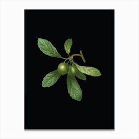 Vintage Crabapple Botanical Illustration on Solid Black n.0531 Canvas Print