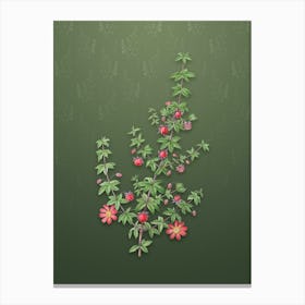 Vintage Madder Leaf Bauera Botanical on Lunar Green Pattern Canvas Print