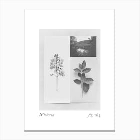 Wisteria Botanical Collage 3 Canvas Print