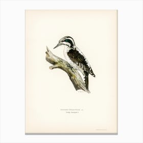 Three Toed Woodpecker, The Von Wright Brothers 1 Canvas Print