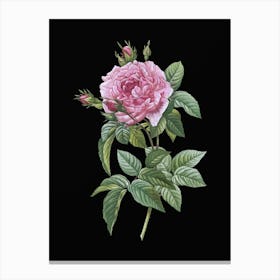 Vintage Pink French Rose Botanical Illustration on Solid Black n.0814 Canvas Print