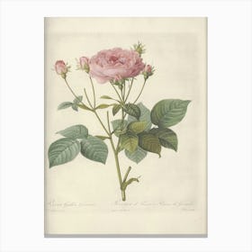 Rose Illustration, Pierre Joseph Redoute (23) Canvas Print