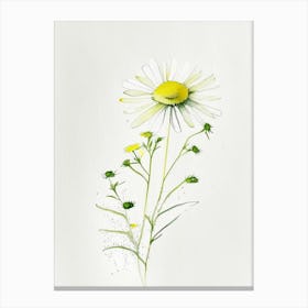 Camomile Herb Minimalist Watercolour 1 Canvas Print