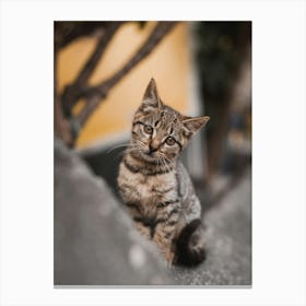 Curious Kitten Cute Cat On The Wall Canvas Print