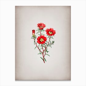Vintage Portulaca Splendens Flower Branch Botanical on Parchment Canvas Print