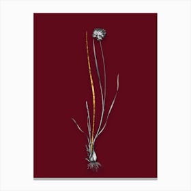 Vintage Allium Foliosum Black and White Gold Leaf Floral Art on Burgundy Red n.0661 Canvas Print