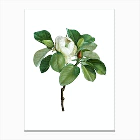 Vintage Magnolia Elegans Botanical Illustration on Pure White n.0262 Canvas Print