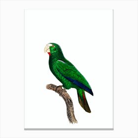 Vintage Cuban Amazon Parrot Bird Illustration on Pure White 2 Canvas Print