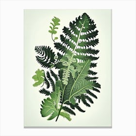 Grape Fern Wildflower Vintage Botanical 2 Canvas Print