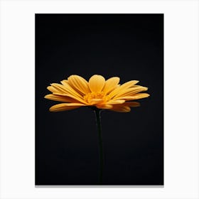 Gerbera Daisy 22 Canvas Print