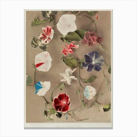 Group Of Morning Glories, Hand Colored Collotype From Some Japanese Flowers (1896), Kazumasa Ogawa Canvas Print