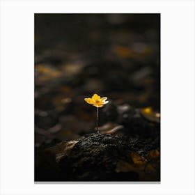 Single Yellow Flower 56 Canvas Print