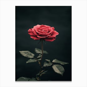 Rizwanakhan Rose Flower Black Background Ultra Hd 8k Ar 916 C535fcb9 C1ce 4be3 8fc8 E8a92b2acb5e 2 Canvas Print