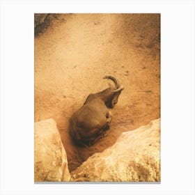 A Mountain Goat In A Frame Of Rocks 2 Canvas Print