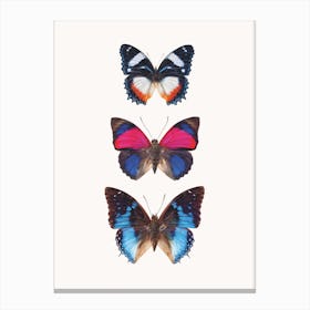 Butterflies III Canvas Print