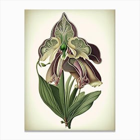 Orchid Leaf Vintage Botanical 1 Canvas Print