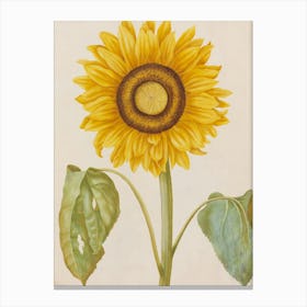 Sunflower 2 Canvas Print