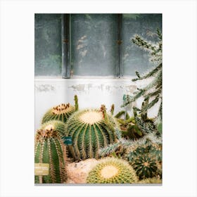 Cacti In Jardin Des Plantes Canvas Print