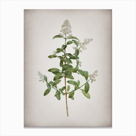 Vintage Wild Privet Botanical on Parchment n.0016 Canvas Print