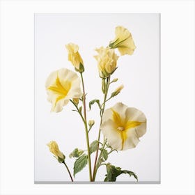 Pressed Wildflower Botanical Art Evening Primrose 1 Canvas Print