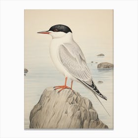 Vintage Bird Drawing Common Tern 1 Canvas Print