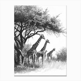 Herd Of Giraffe By The Tree 6 Canvas Print