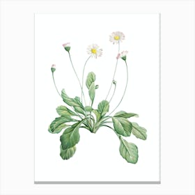 Vintage Daisy Flowers Botanical Illustration on Pure White n.0167 Canvas Print