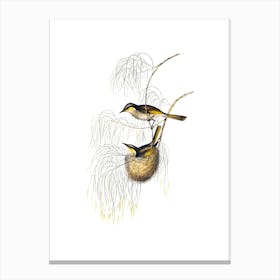 Vintage Singing Honeyeater Bird Illustration on Pure White n.0115 Canvas Print