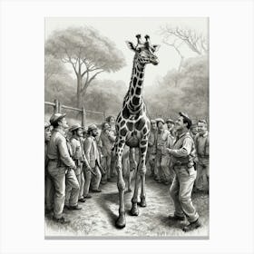 Giraffe 27 Canvas Print