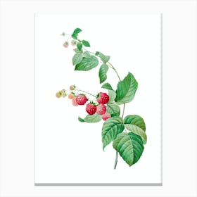 Vintage Red Berries Botanical Illustration on Pure White n.0211 Canvas Print