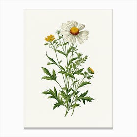 Vintage Botanical Galleria Style Wildflower Painting 23 Canvas Print