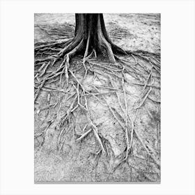 Tree Roots In Indonesia Canvas Print