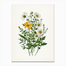 Vintage Botanical Galleria Style Wildflower Painting 30 Canvas Print