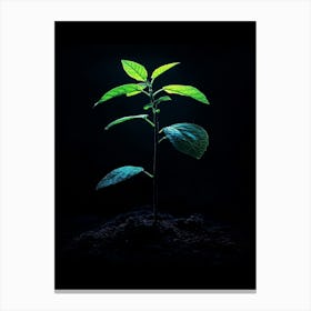 Young Plant In The Dark 9 Canvas Print