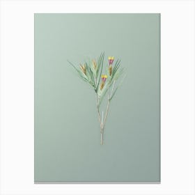 Vintage Witsenia Maura Botanical Art on Mint Green n.0665 Canvas Print