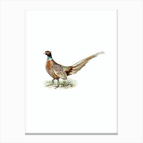 Vintage Ring Necked Pheasant Bird Illustration on Pure White Canvas Print