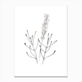 Delicate Lavender Illustration Canvas Print