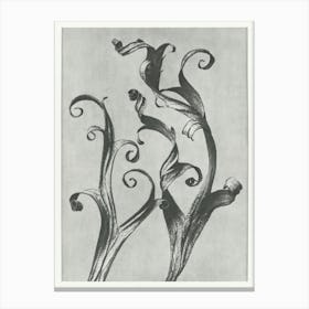 Larkspur Leaves (1928), Karl Blossfeldt Canvas Print