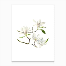 Magnolia Blossoms Canvas Print