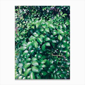 Green Leaves On A Bush Canvas Print