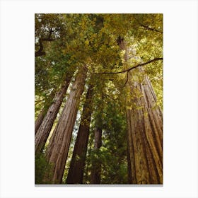 Redwood Fores T Canvas Print