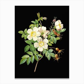 Vintage White Candolle Rose Botanical Illustration on Solid Black n.0820 Canvas Print